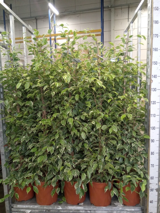 <h4>Ficus benja. 'Golden King'</h4>