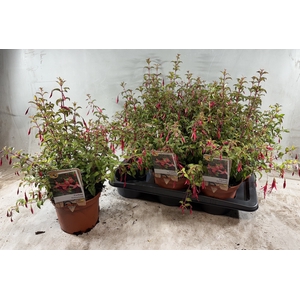 FUCHSIA RICCARTONII