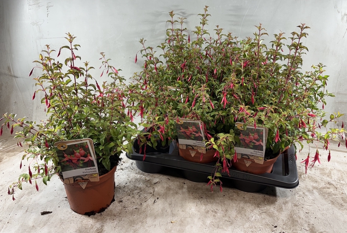<h4>FUCHSIA RICCARTONII</h4>