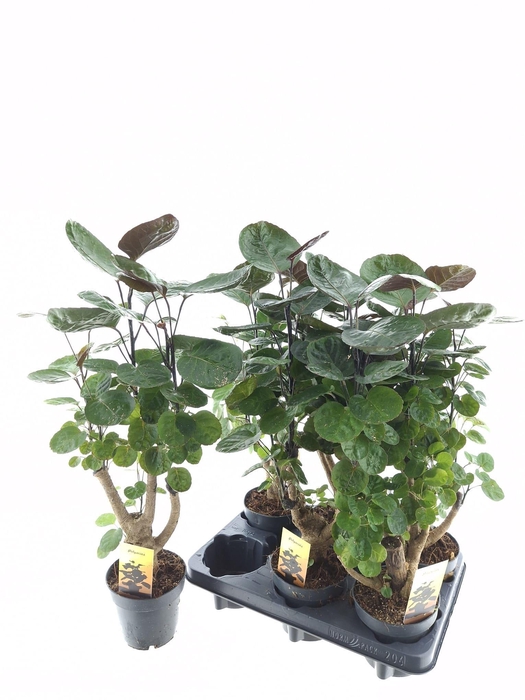 <h4>POLY FABIAN</h4>