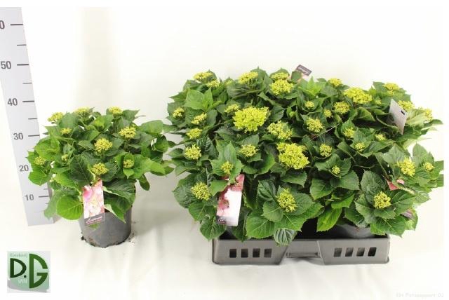 <h4>HYDR M EARLY ROSA</h4>