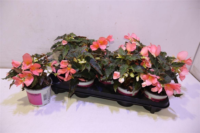 <h4>Bego Florencio Pink</h4>