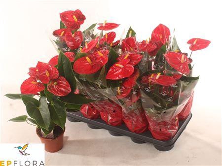<h4>Anthu A Jambo Red 5+</h4>