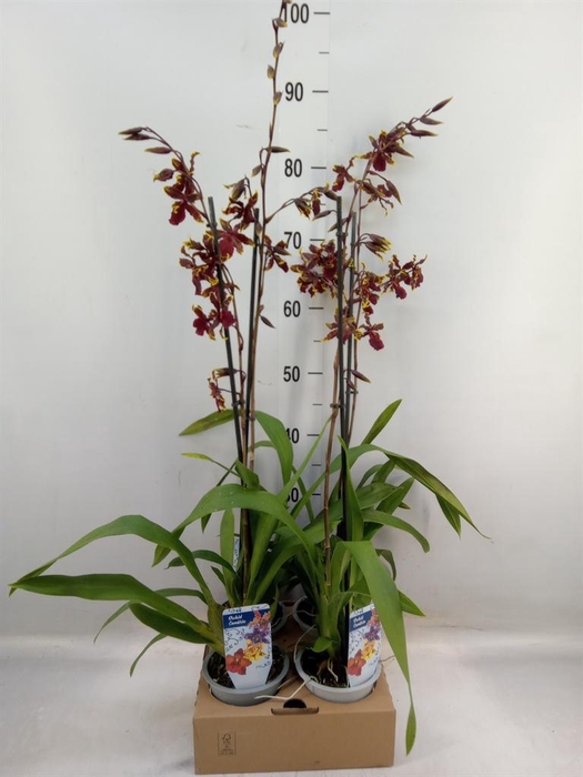 <h4>Orchideeen   ...</h4>