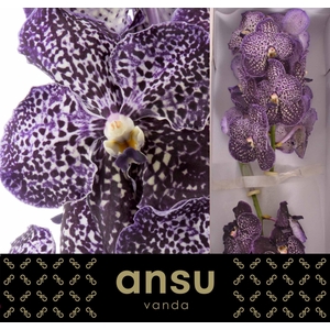 Vanda  'Sunanda Jeff Leatham'