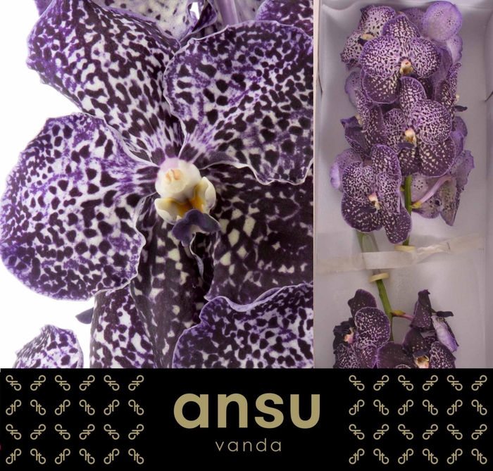 <h4>Vanda  'Sunanda Jeff Leatham'</h4>