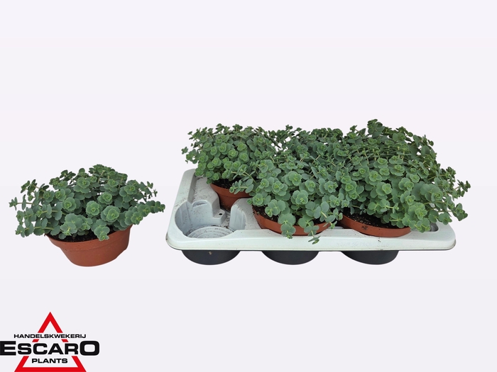 <h4>SEDUM SIEBOLDII</h4>