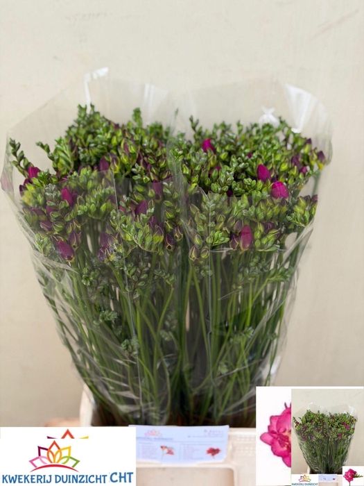 <h4>Freesia du Purple Rain</h4>
