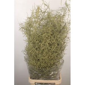 Asparagus Salv. Metal Olive