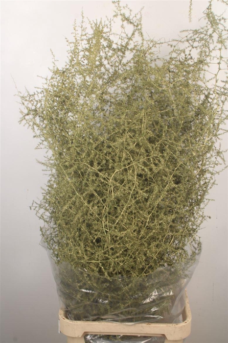 <h4>Asparagus Salv. Metal Olive</h4>