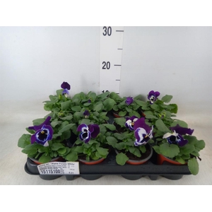 Viola wr. 'Alpha Purple White'