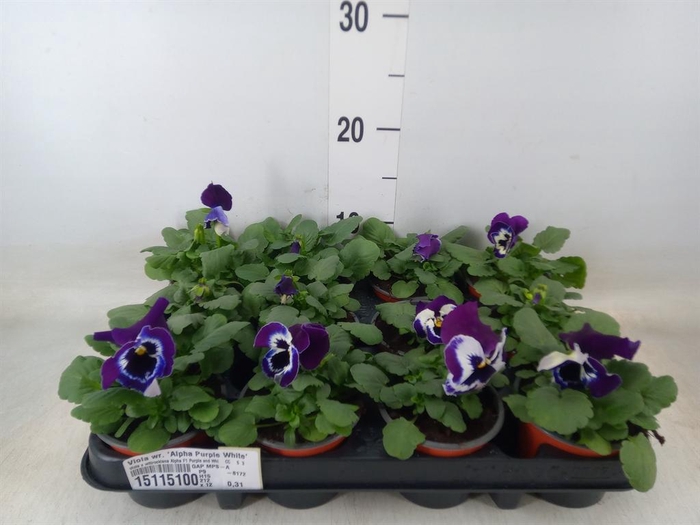 <h4>Viola wr. 'Alpha Purple White'</h4>