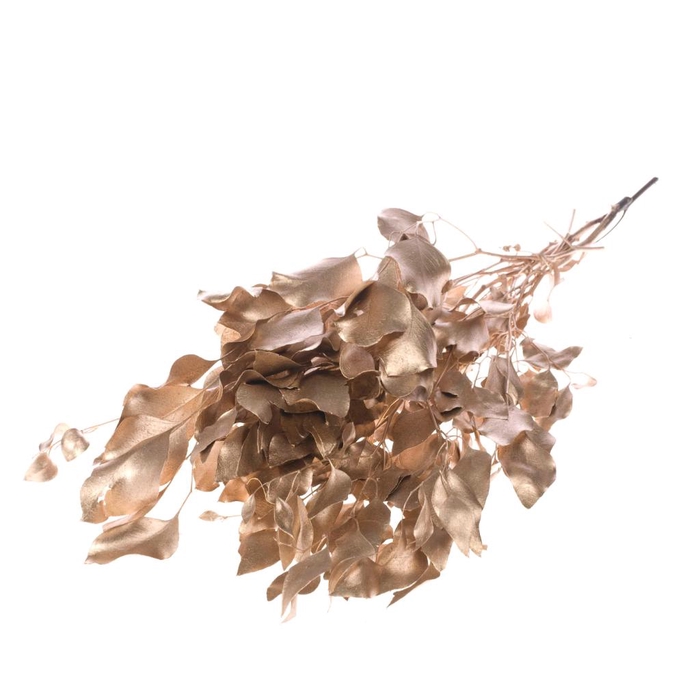 <h4>Eucalyp Pop Pres Warm Gld</h4>