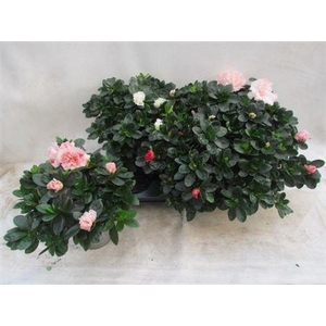 Rhodo Si Vogel Gem