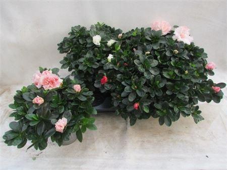 <h4>Rhodo Si Vogel Gem</h4>