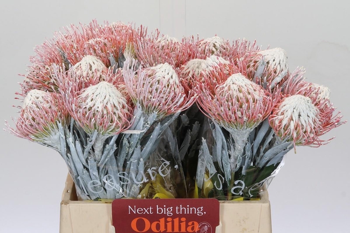 <h4>Nutans Painted White</h4>