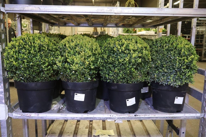 <h4>Buxu Sempervirens</h4>