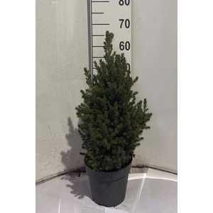 PICEA GL CONICA