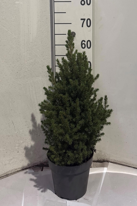 <h4>PICEA GL CONICA</h4>