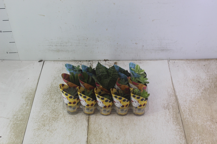 <h4>SUCULENTAS P06</h4>