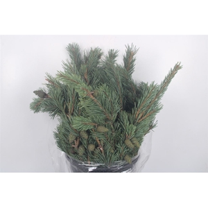 Pinus Mugo Per Bunch 400 Gram