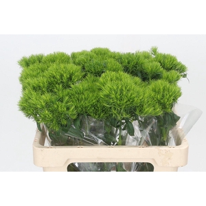 Dianthus Br Kiwi Mellow