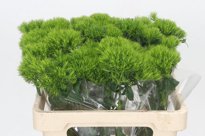 Dianthus Br Kiwi Mellow