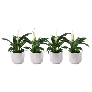 SPATHIPHYLLUM WALLISII