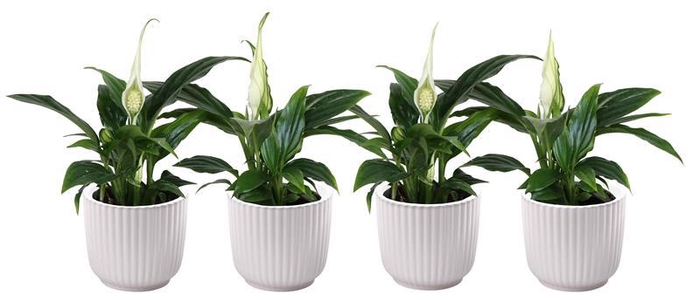 <h4>SPATHIPHYLLUM WALLISII</h4>