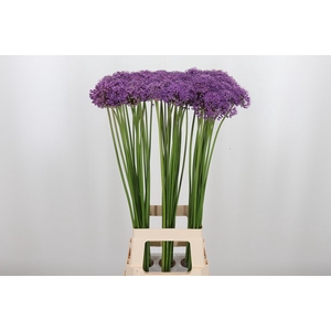 Allium Gladiator