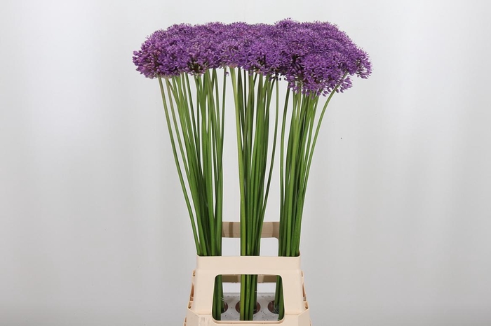 <h4>Allium Gladiator</h4>