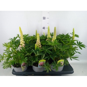 Lupinus polyp. 'Lupini Red Shades'