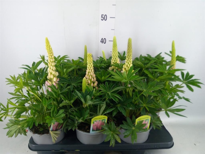 <h4>Lupinus polyp. 'Lupini Red Shades'</h4>