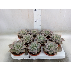 Echeveria   ...