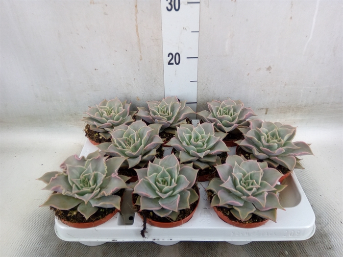 <h4>Echeveria   ...</h4>