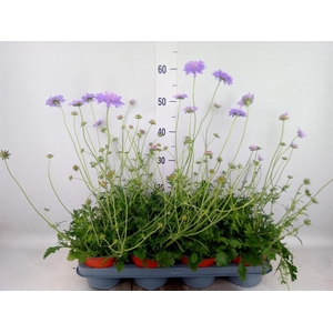Scabiosa japonica