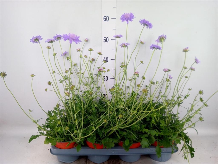 <h4>Scabiosa japonica</h4>