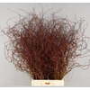 SALIX ROOD PER BUNCH