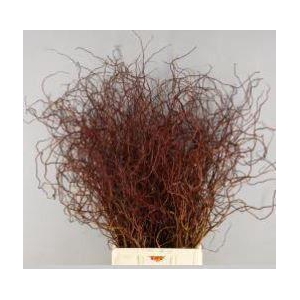 SALIX ROOD PER BUNCH