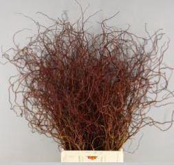 <h4>SALIX ROOD PER BUNCH</h4>
