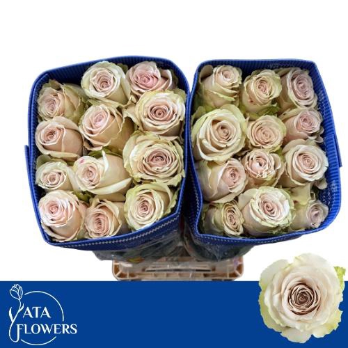 <h4>R GR POMPEII</h4>