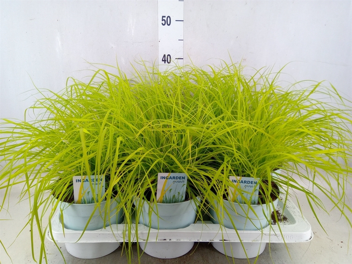 <h4>Pennisetum alopec. 'Hameln Gold'</h4>