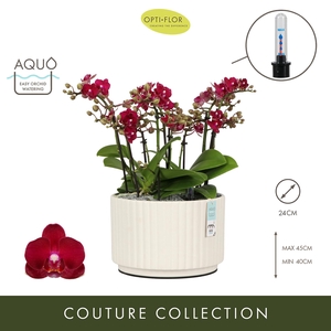 Arran. Boquetto Temptation Molise White Aquo