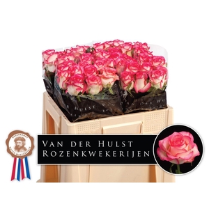 R Gr Jumilia Dutch Hulst