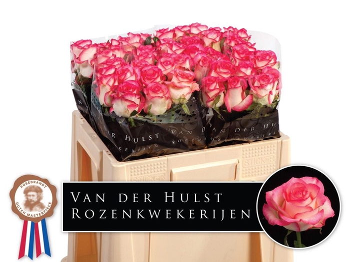 <h4>R Gr Jumilia Dutch Hulst</h4>