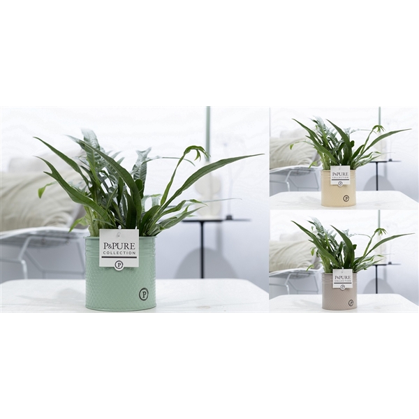 <h4>Aglaomorpha Jim in P&PURE Louise 4 mix</h4>