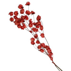 Dried flowers Bougainvillea 45-55cm