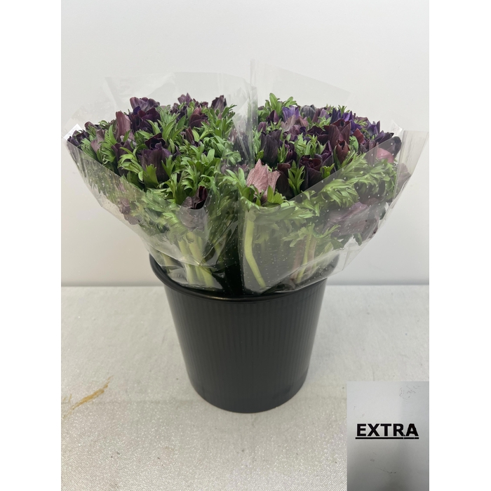 <h4>ANEM CO CARILL BLACK EX</h4>