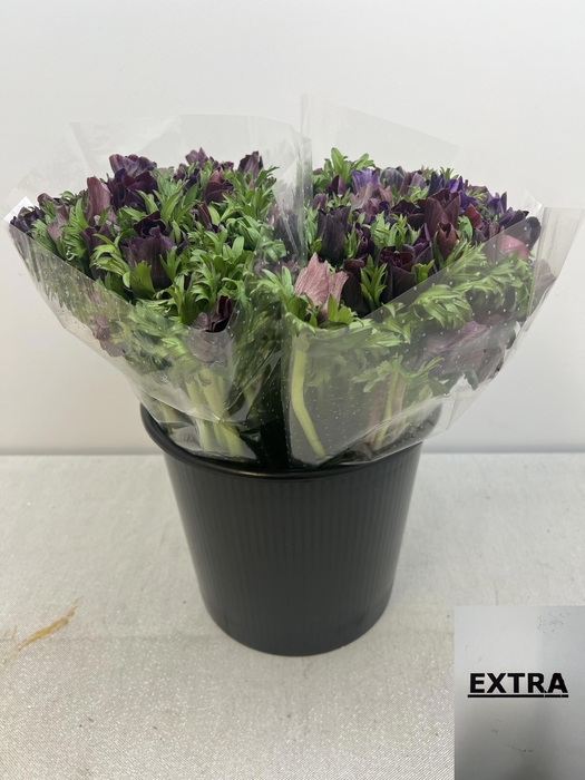 ANEM CO CARILL BLACK EX