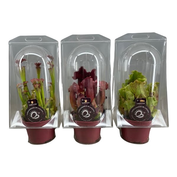 <h4>Sarracenia mix 12 cm in blister</h4>